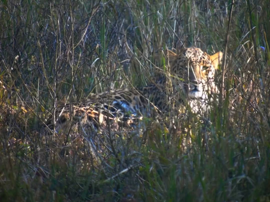 Rajaji National Park and Tiger Reserve tweet media