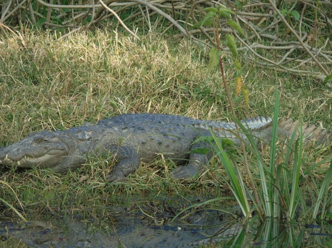 Rajaji National Park and Tiger Reserve tweet media