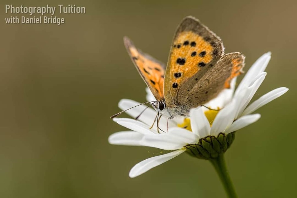 danielbridge's tweet photo. Nice little Small Copper butterfly at Marks Hall the other day. 😁
#thephotographytutor
#smallcopper
#smallcopperbutterfly
#butterfly
#butterfliesofinstagram
#lycaenaphlaeas
#markshallestate
#essexphotographer
#essexphotography https://t.co/UdCu8cOKo7 https://t.co/YAuD3gapk4