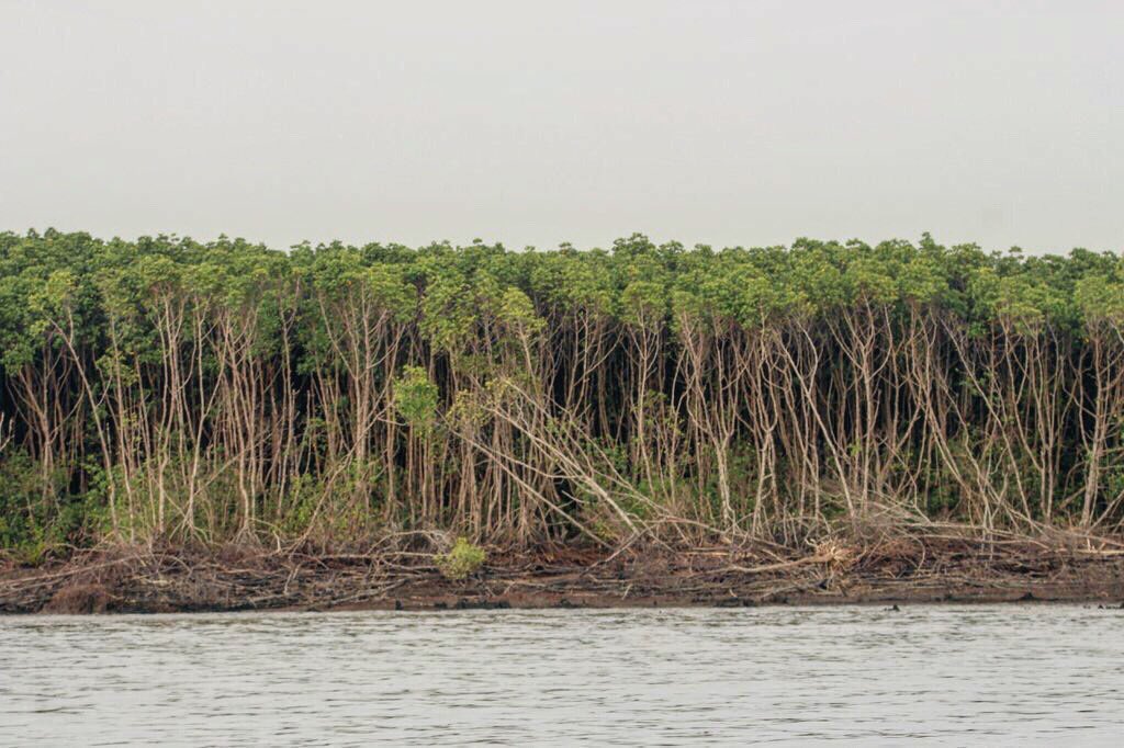 Today is  #WorldMangroveDay. So let me remind you.  #Mangroves;- acts as buffer & reduce impact of cyclones &  #storm surge.- they break the  #wind force- provide  #habitat to  #animals during cyclone or otherwise- they reduce  #pollution. We just need to protect them.