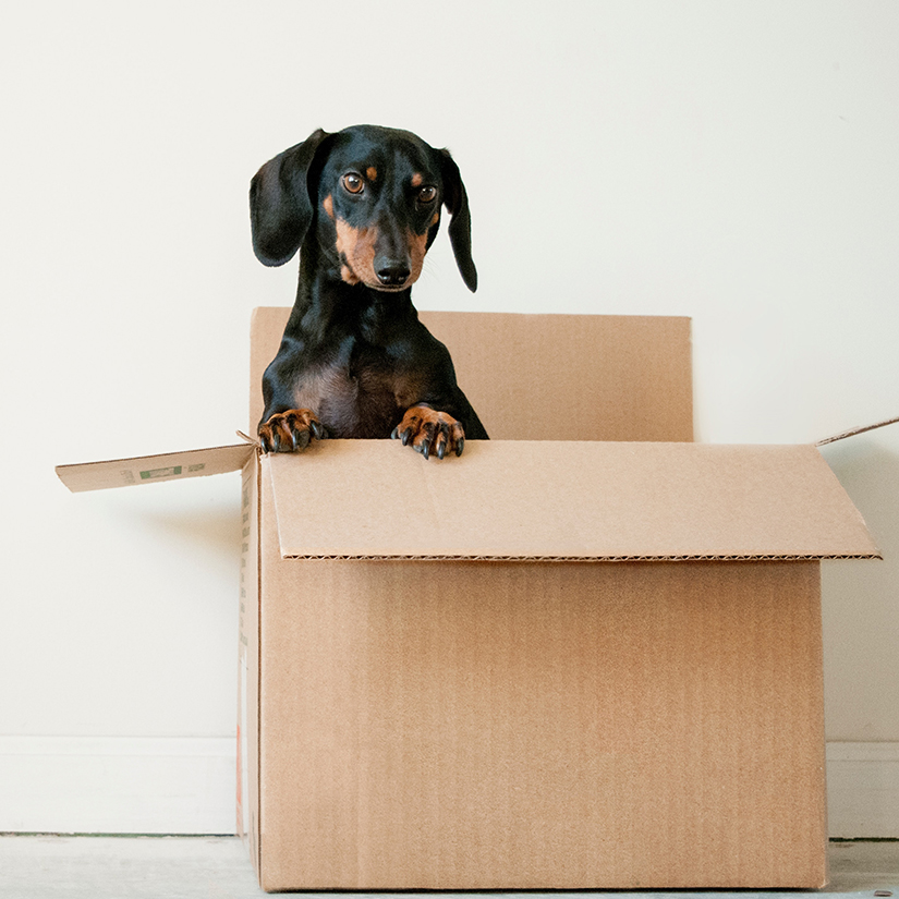 Voici 6 conseils pour réussir votre #déménagement avec votre animal de compagnie  🐕 mon.articlelien.info/r/yk7-urm