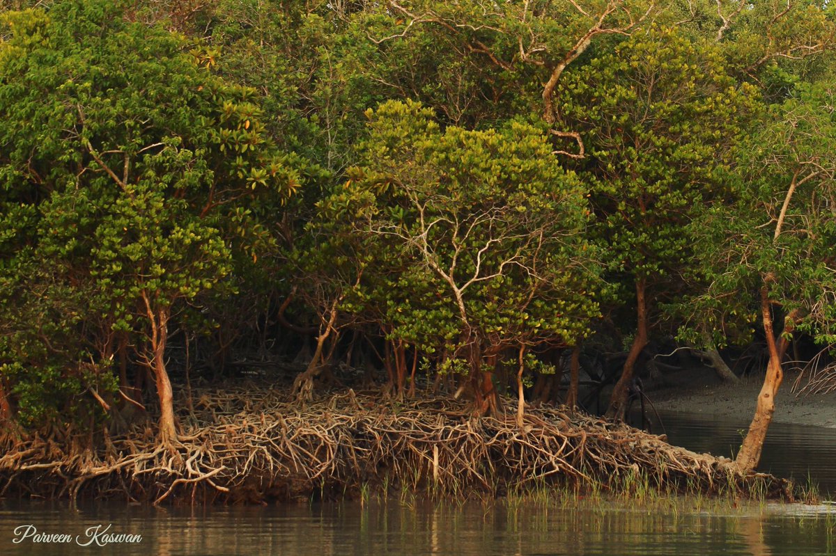 So how it works. Mangroves create a maze & dense habitat. With species which are salt tolerant & special adaptations. They act like buffer & consume the winds & energy. So after passing the storms get dampen. You must have read in ‘Theory of Vibration’.