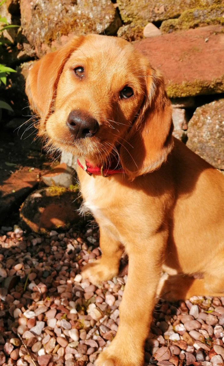 On #nationaldogphotographyday, our new edition Luna the spinador showing her 👼 side! #lunathespinador