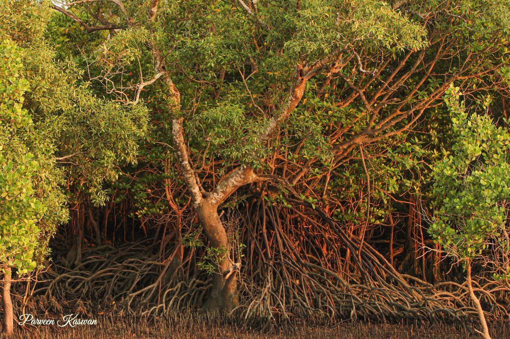 They are prop roots. In  #mangrove  #ecosystem they are adventitious support roots. They Grow down from lateral branches, in a way support trees, with doing other root functions. Additionally roots buffer against damage to coasts & enhance biodiversity & carbon sequestration.