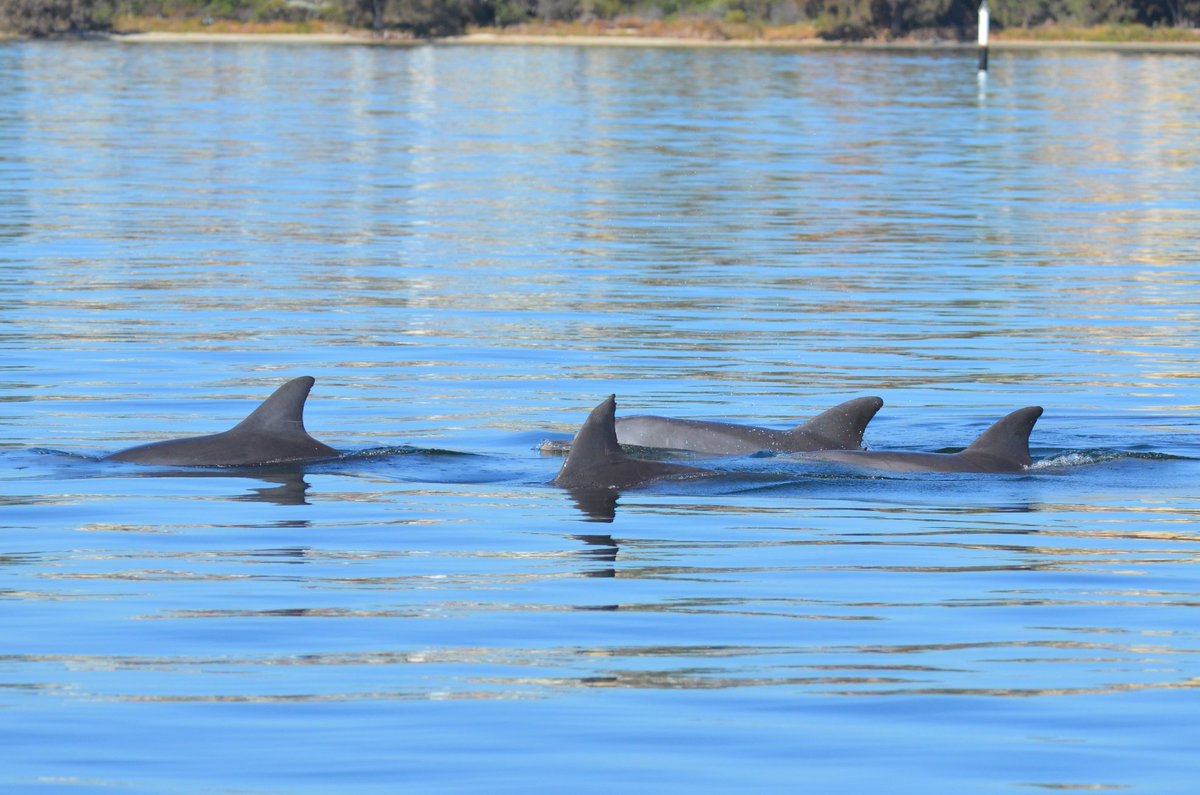 cedpperth's tweet photo. Two females residing in the waters outside #fremantlefishingboatharbour #Cockburn #Fremantle were seen in the estuary #perth accompanied by some of the male residents, an important observation to add in our understanding of the dynamic of our resident dolphin community. https://t.co/HBb9vFNWXy