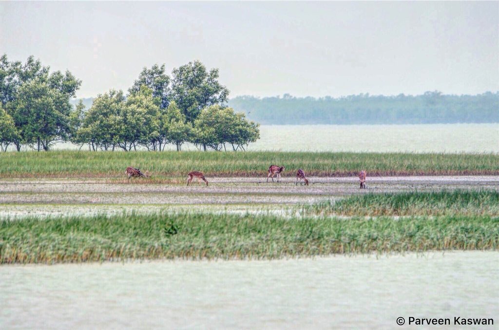  #Mangrove  #ecosystem is not static. It is dynamic, keeps changing. With size variety of  #landscape increases. You see here a small  #grassland inside mangrove belts. On one side destruction & on other creation.