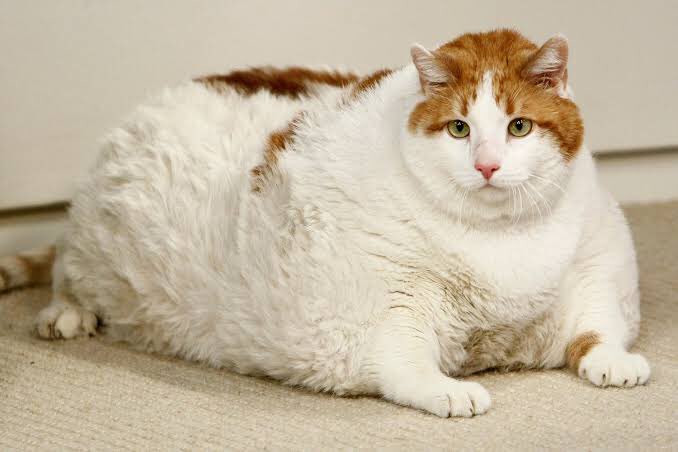 djamtjoek's tweet photo. Kelebihan berat badan (BB) pd kucing/ anjing umumnya dianggap sbg suatu achievement; indikator “kesuksesan” dlm pemeliharaan.

🙈 Cu anet. Ginuk2. Unyu. UwU. 🙈

Padahal hal tsb justru akan menjadi bumerang thd kondisi kesehatannya, bahkan bs fatal dan membahayakan nyawanya. 😞 https://t.co/0sVaYWHXjZ