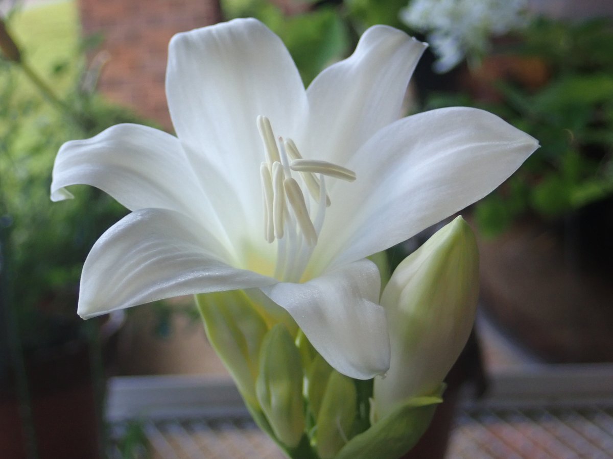 神代植物公園 ニュース در توییتر スタッフより 園芸係 植物会館前にホンアマリリスを展示中です アマリリス属は かつては 多くの種 が含まれる属でしたが 出葉時期 花茎や雌しべの形から再分類が行われ 大部分の種がヒッペアストルム属に 本種のみが