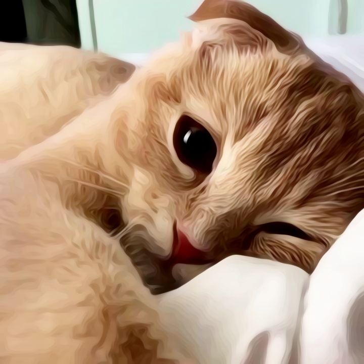chz___'s tweet photo. CAT #แจกดิส https://t.co/CwMlzZ1vEY