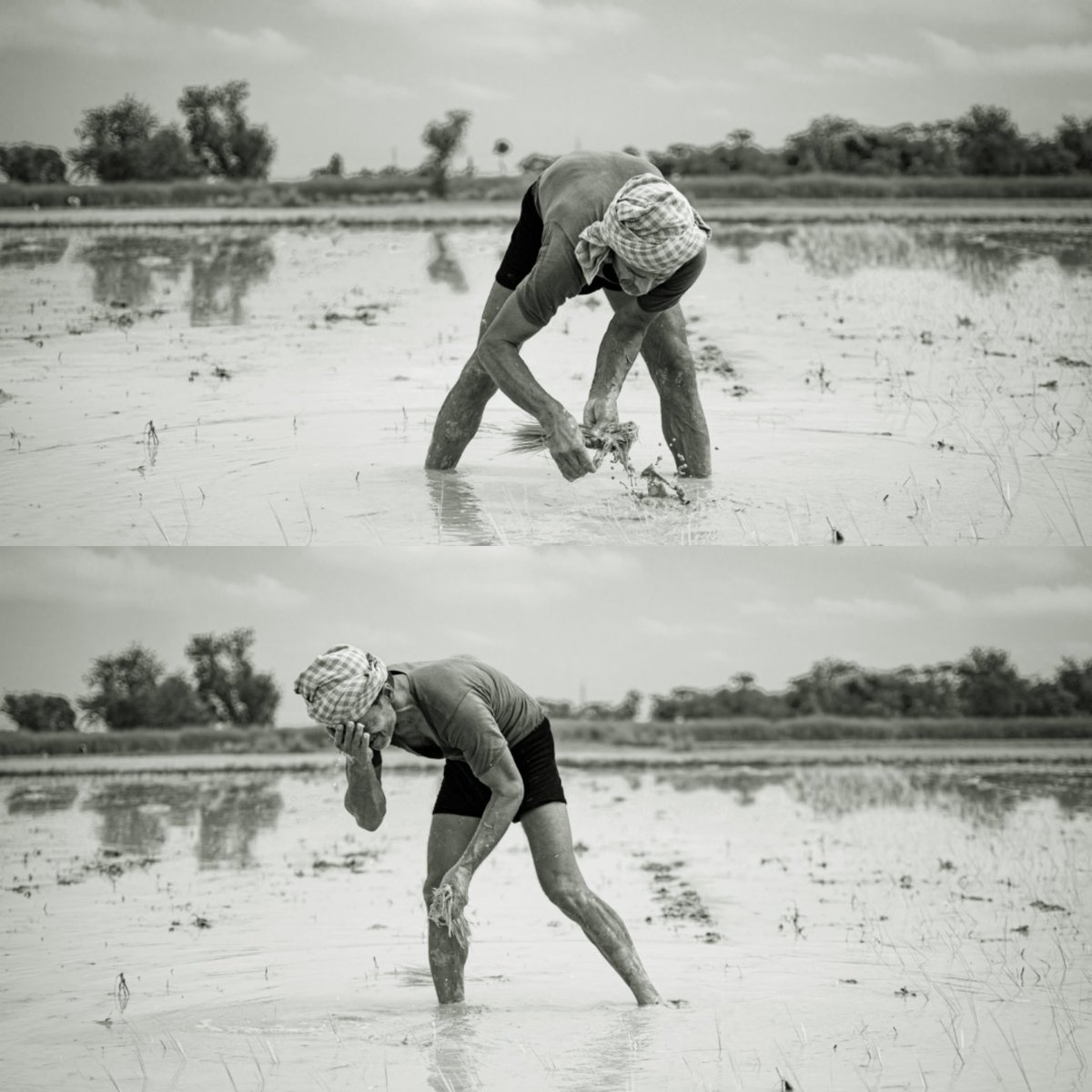 _Chikkipikki's tweet photo. We may feel ashamed of using muddy water on our face but soldiers and framers  use it proudly.❤🙏

#indianfarmers #jaijawanjaikisan #VijayDiwas #farming #Farmers #incredibleindia #dslrofficial #indiabeats #bihar #darbhangadiaries https://t.co/LwKdcFgVGX
