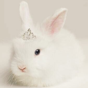  @wonnitokki princess bunny for babie nyo. 