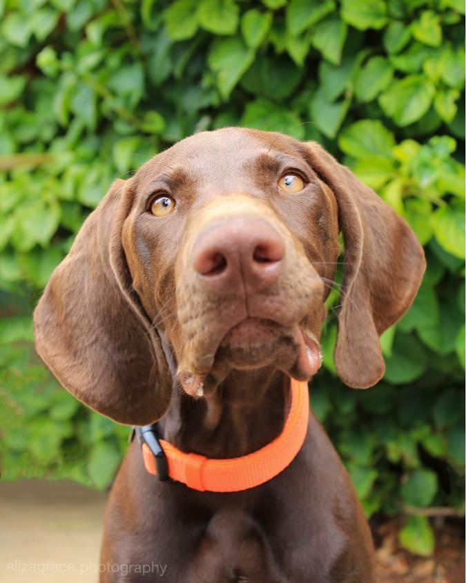 SPetworking's tweet photo. It is #nationaldogphotographyday This is Maple, a German short-haired pointer. This was taken by @ElizagraceP
Check out her Twitter and IG for more dog pics, if you need them!
ππ©πΎπΈ
#dogs #dogphotography #dogsoninstagram #dogpics #photography #surreydogs https://t.co/u6hdLAOud6