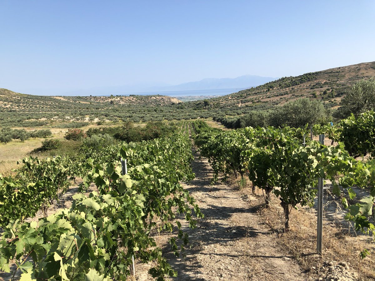 vitislab's tweet photo. Beautiful Sunday morning in the vineyards of Nemea measuring physiological properties of the vines! https://t.co/YcLLWQm0rD