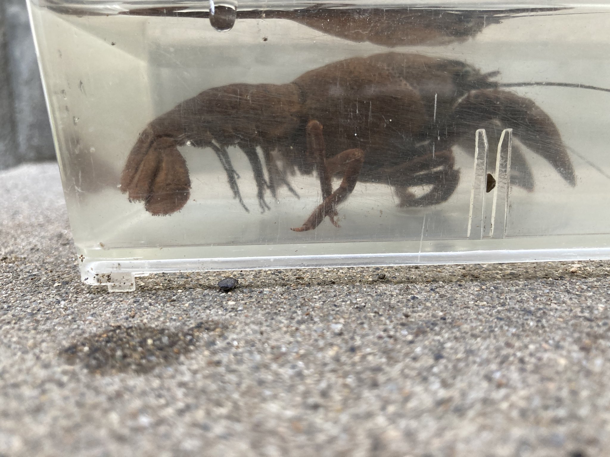 もこに 昨日田んぼで捕まえたザリガニ 体色がおかしくて物珍しさで連れ帰りましたが先程お亡くなりになりました この体色は病気だったのでしょうか それともアメザリじゃないのか Tl9cmの雌の個体になります 有識者の方教えていただければ嬉しいです