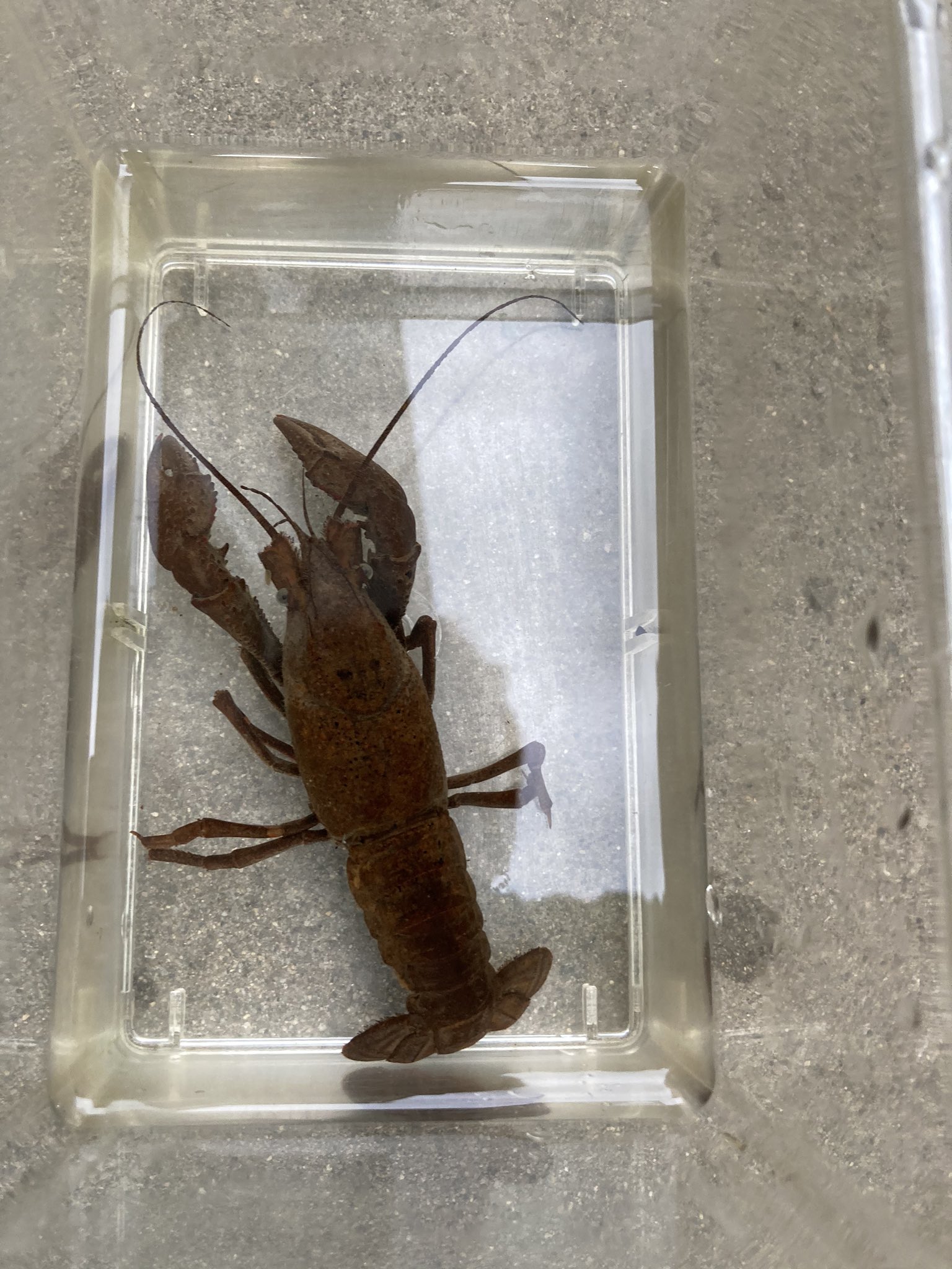 もこに 昨日田んぼで捕まえたザリガニ 体色がおかしくて物珍しさで連れ帰りましたが先程お亡くなりになりました この体色は病気だったのでしょうか それともアメザリじゃないのか Tl9cmの雌の個体になります 有識者の方教えていただければ嬉しいです もこに 昨日田んぼで捕まえたザリガニ 体色がおかしくて物珍しさで連れ帰りましたが先程お亡くなりになりました この体色は病気だったのでしょうか それともアメザリじゃないのか Tl9cmの雌の個体になります 有識者の方教えていただければ嬉しいです