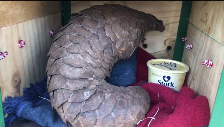 SAPoliceService's tweet photo. #sapsNW Trio, aged 32, 43 and 45 arrested on 23/07 by members of Provincial Organised Crime Unit at Waterfall Mall in Rustenburg, for possession of endangered species. Pangolin seized. The suspects will appear in court on Mon, 27/07. #EnviroCrimes ME https://t.co/fEb7DIYqeU