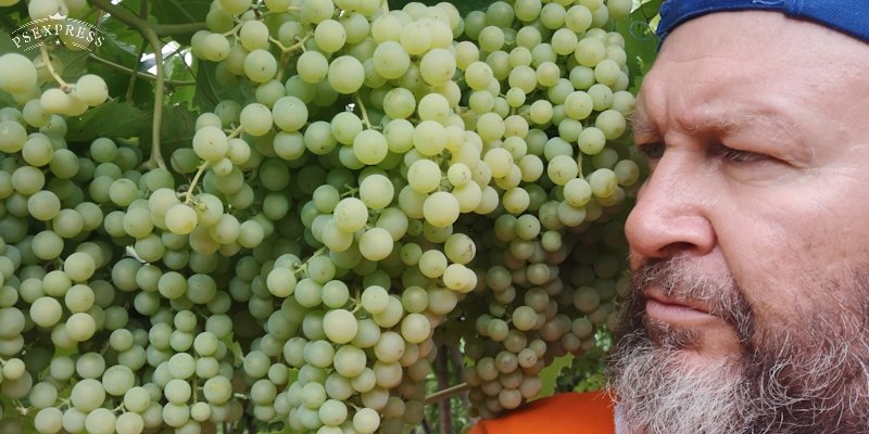 garganuda's tweet photo. I see you ❤️
#biodynamicgrapes #garganega #oldvines #soavedoc #naturalwinelovers #vineyardviews #vineyardlife #naturalfarm #vinefarm https://t.co/YQ9p7kSCFF