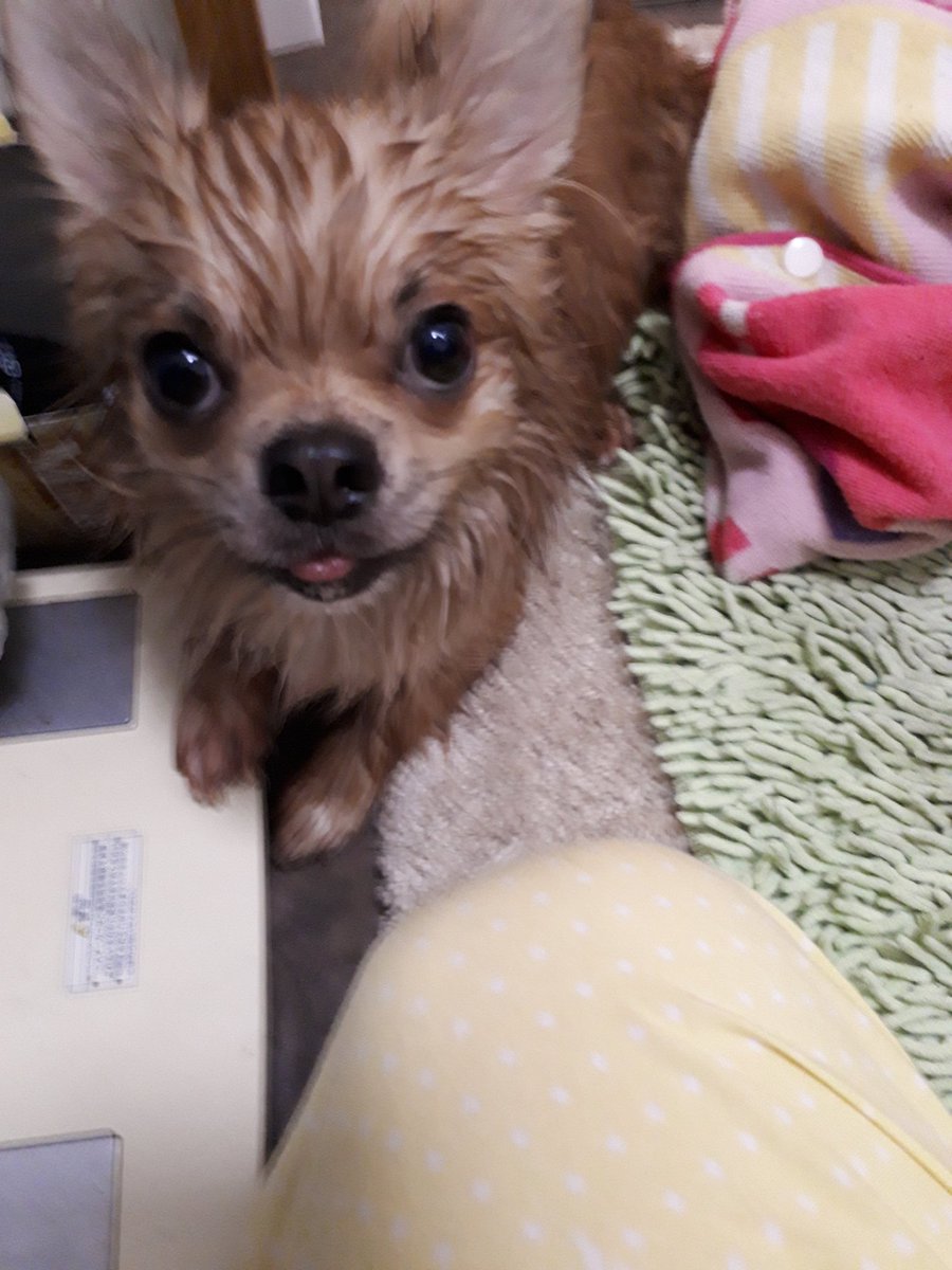 犬の入浴 犬の入浴
