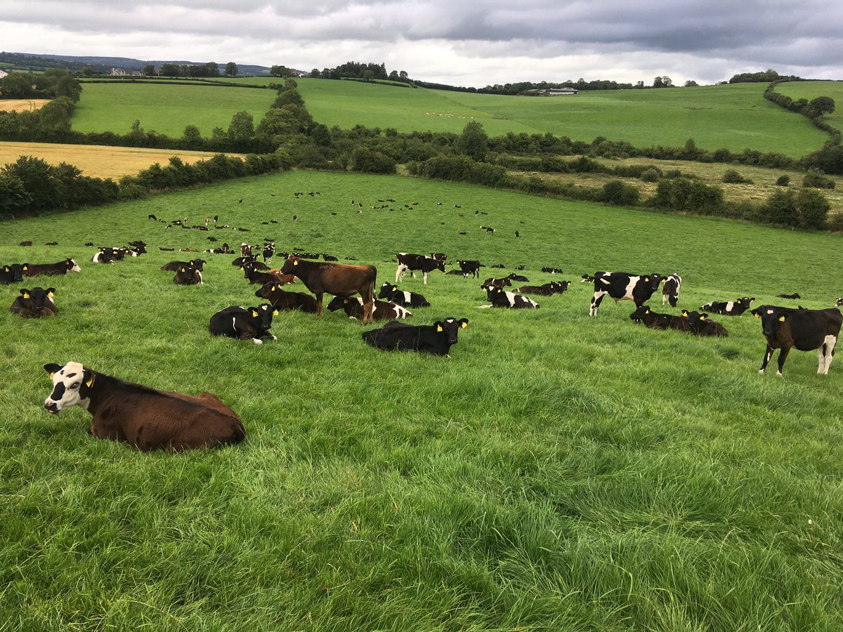 Hylo67's tweet photo. Weanlings enjoying their Sunday morning lie in #easy #sundaycheck https://t.co/GKCISNqXdR