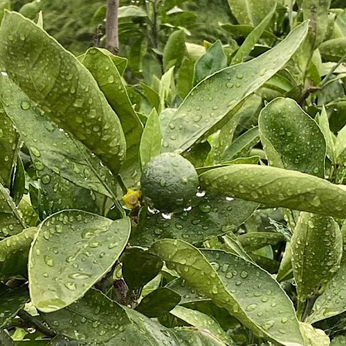 伊藤ミカン園 熊本の甘くて美味しい金峰みかん Mikan Ito Twitter