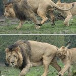 急所をガブリ!？ 雄ライオン、繁殖期にはとっても苦労されている模様!