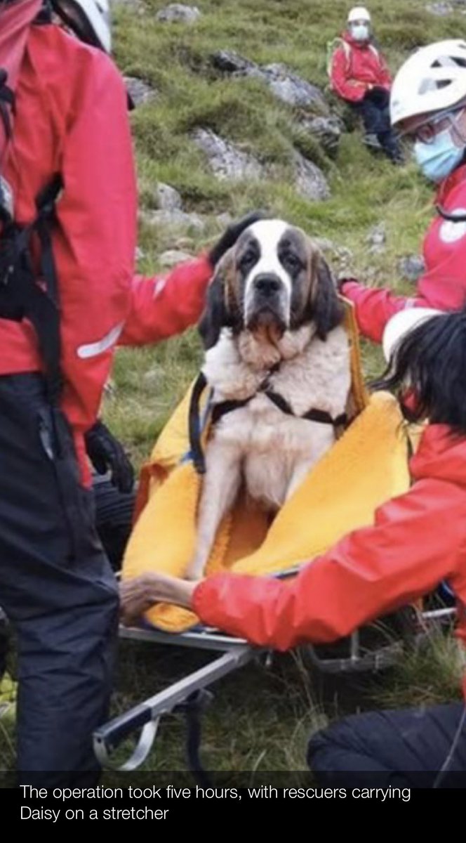 skynewsSam's tweet photo. This, here, is the face of humiliation. Daisy, the Saint Bernard, bred for mountain rescue, rescued from Scafell Pike. https://t.co/JwRx5V0LI0