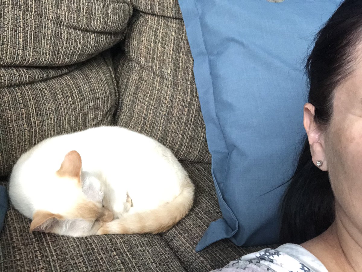 FamilyLifeCoac1's tweet photo. My fur baby decided to join me in my meditation this morning. His purring made it for an interesting time of focus and clarity. Lol https://t.co/6NSpxh0Yug
