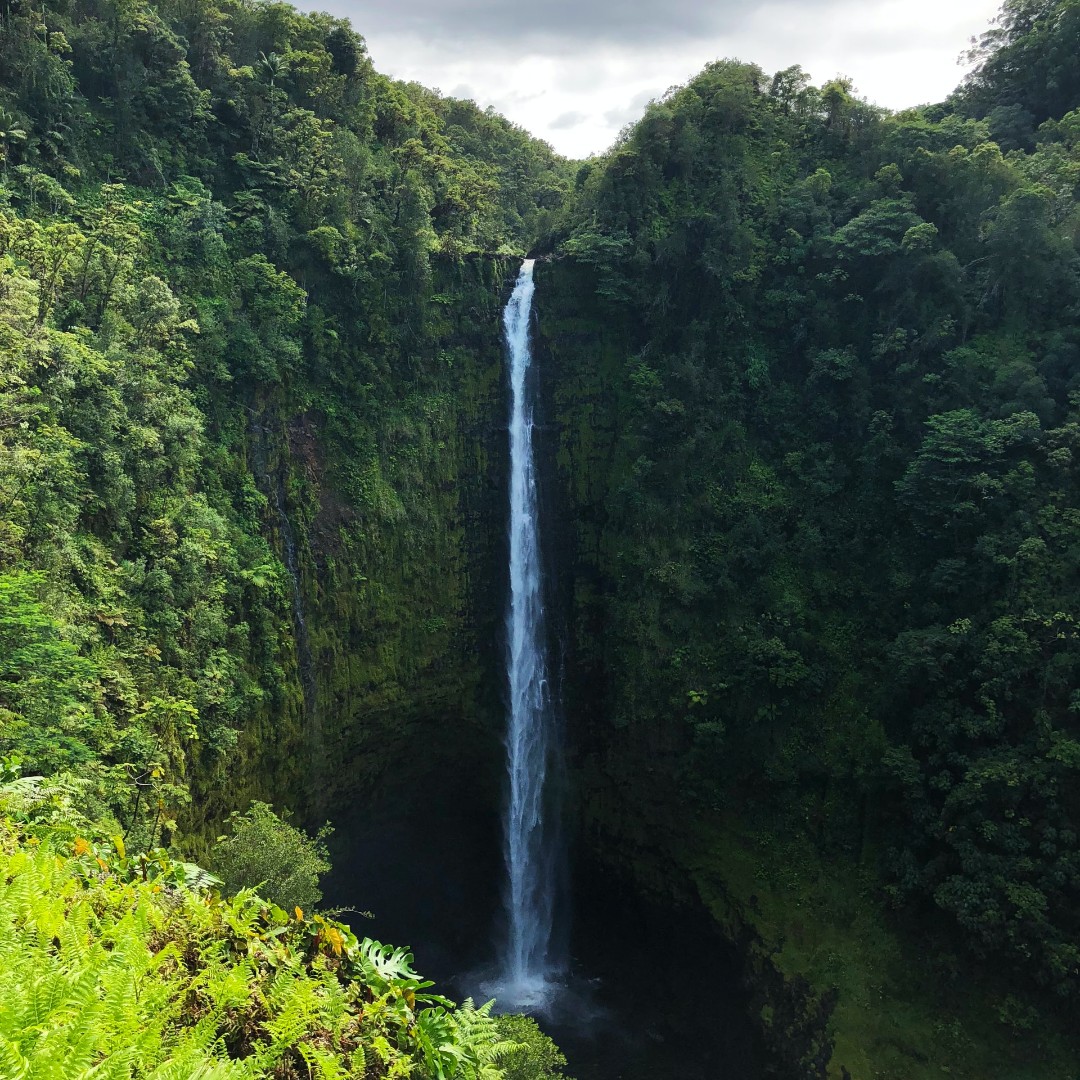 WorldTourismCom's tweet photo. 'Akaka Falls in the 'Akaka Falls State Park on Hawai'i Island. Breathtaking view! #hawaii #usa #northamerica #waterfall #akakafalls #statepark https://t.co/xCT7odt5Lu