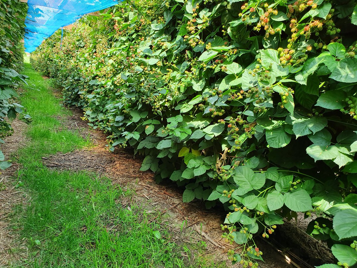 desikkert's tweet photo. Een prachtig gewas bramen! Dit ras plukken we pas over een 2 weken de eerste vruchten en dit gaat door tot einde oktober verwachten we. #hollandsfruit #softfruit #opijnen #zachtfruit #bramen #desikkert https://t.co/n7pmRVN2gP