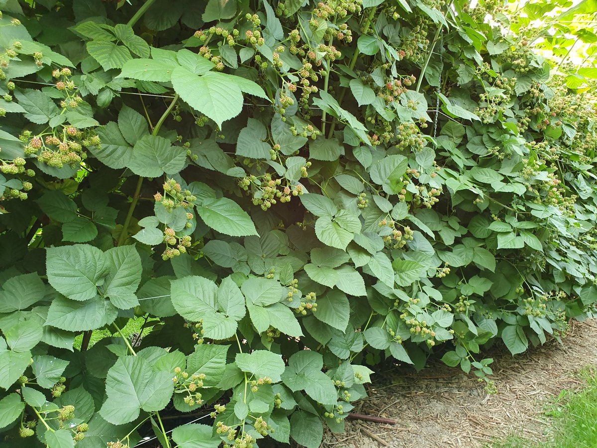 desikkert's tweet photo. Een prachtig gewas bramen! Dit ras plukken we pas over een 2 weken de eerste vruchten en dit gaat door tot einde oktober verwachten we. #hollandsfruit #softfruit #opijnen #zachtfruit #bramen #desikkert https://t.co/n7pmRVN2gP