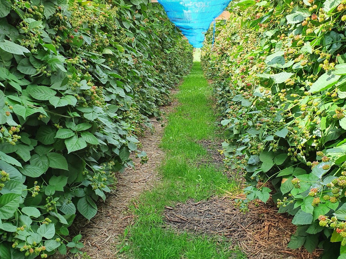 desikkert's tweet photo. Een prachtig gewas bramen! Dit ras plukken we pas over een 2 weken de eerste vruchten en dit gaat door tot einde oktober verwachten we. #hollandsfruit #softfruit #opijnen #zachtfruit #bramen #desikkert https://t.co/n7pmRVN2gP