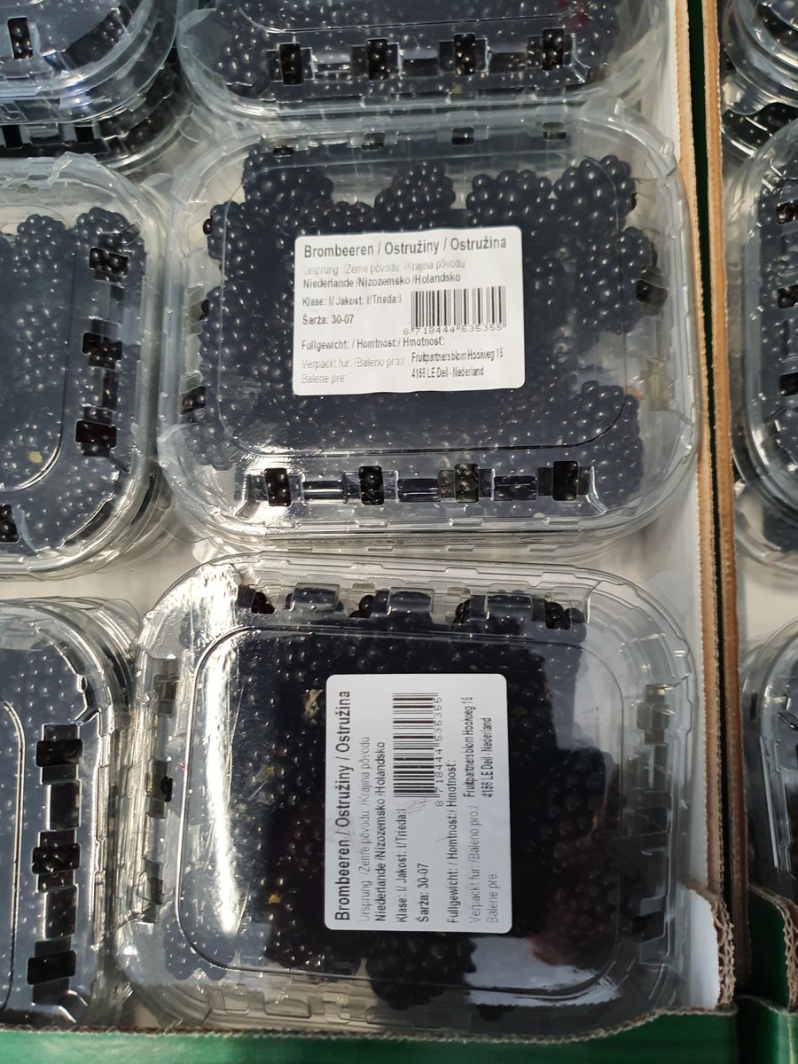 desikkert's tweet photo. Een prachtig gewas bramen! Dit ras plukken we pas over een 2 weken de eerste vruchten en dit gaat door tot einde oktober verwachten we. #hollandsfruit #softfruit #opijnen #zachtfruit #bramen #desikkert https://t.co/n7pmRVN2gP