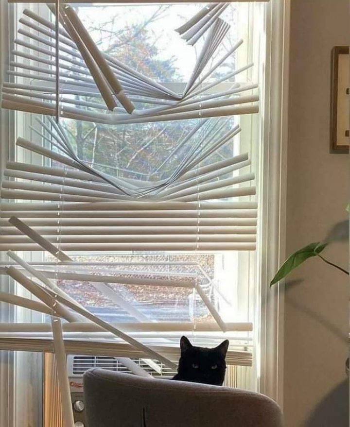 🐾