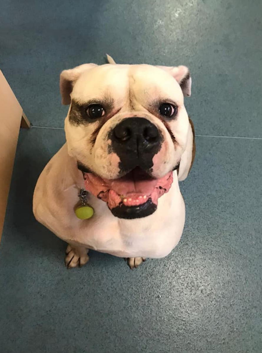 PetsALLondon's tweet photo. At the start of November we will make another decision based on the situation at that time, and provide an update then. We hope you’re all remaining safe, healthy and well and we look forward to seeing you all again when it is safe to do so. https://t.co/hvm2cEuqRt