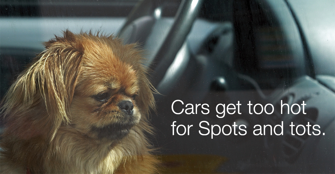 Never leave your child or family pet unattended in a motor vehicle, even with the windows cracked open a few inches. 
Protect your precious cargo.