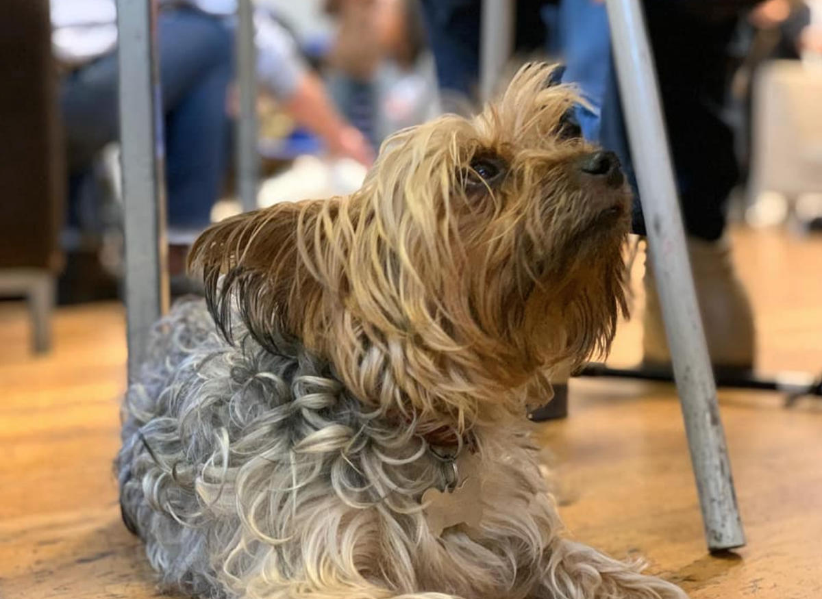 PetsALLondon's tweet photo. *Update on PAL events – August, September, October*

Dear all, 

We have decided to continue to suspend the planned PAL meet-ups in August, September and October 2020. https://t.co/I0ApyiDRPH