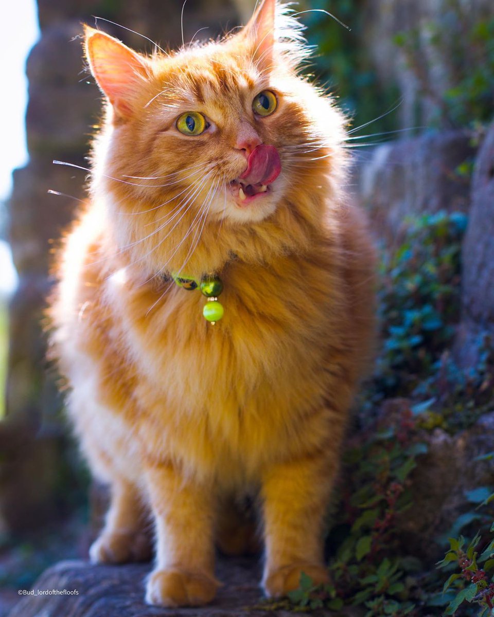 Catfluence's tweet photo. Last but not least in this week of #AdventureCats is @bud_lordofthefloofs, who in exchange for a fun adventure, rewarded is hooman with with tongue out photo! That's how it's done! 👅

#catexplorers #catfluencer #orangecat https://t.co/EhXcuZsJ7r