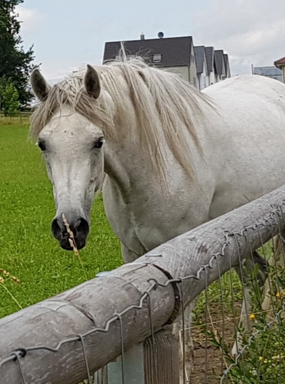 WauliMCH's tweet photo. #Horses #Dachau https://t.co/DG7rijB2Ma