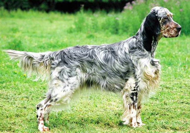 CKC4thedogs's tweet photo. With his lovable, mild disposition and affectionate, friendly attitude, the English Setter is a true gentleman by nature. The breed constantly expresses a willingness to please. Tell us about your English Setter! https://t.co/pd1gOkcLzl https://t.co/puzBC8MnyB