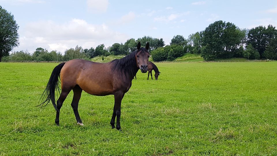 WauliMCH's tweet photo. #Horses #Dachau https://t.co/acqRfsHpb7