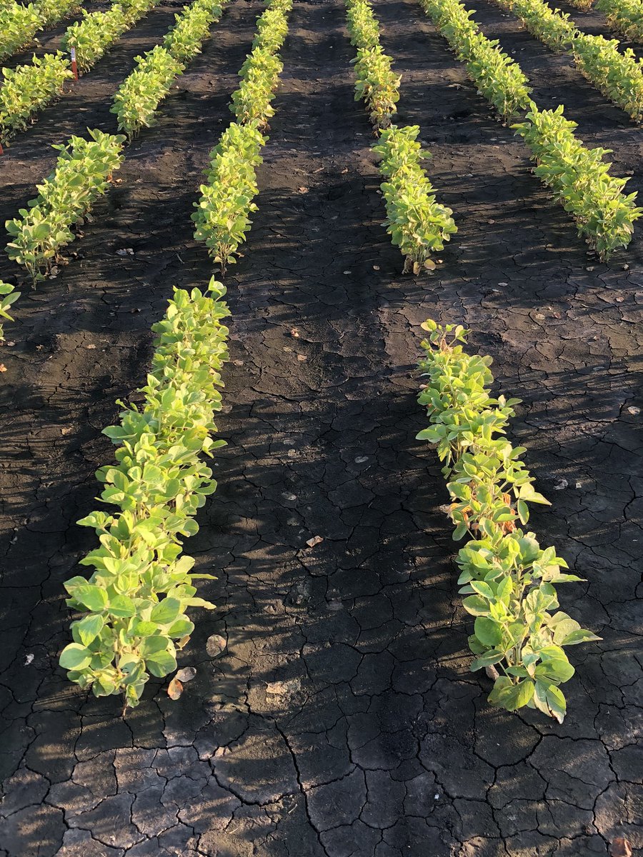 Joe Strottman tweet media