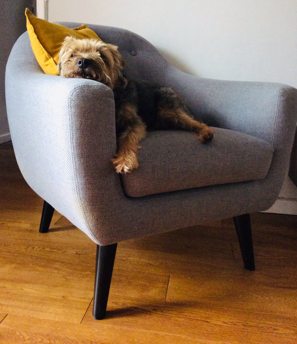 OfficiallyDjE's tweet photo. Little Rippers in his favourite chair #borderterrier #BTPosse #sundayvibes #NationalDogPhotographyDay https://t.co/42mN5c9d1L