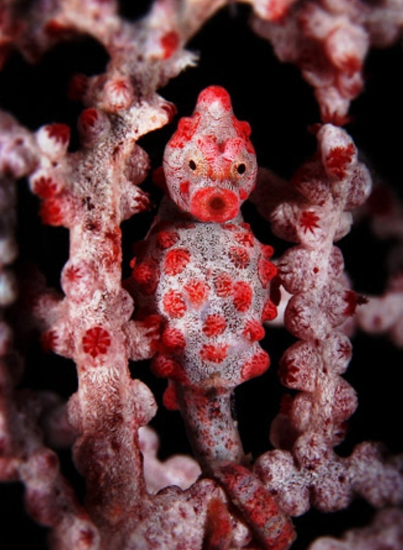 dive_sight's tweet photo. What do you mean it's Monday tomorrow! 
#scuba #seahorse #underwater https://t.co/bxMwDyCpwh