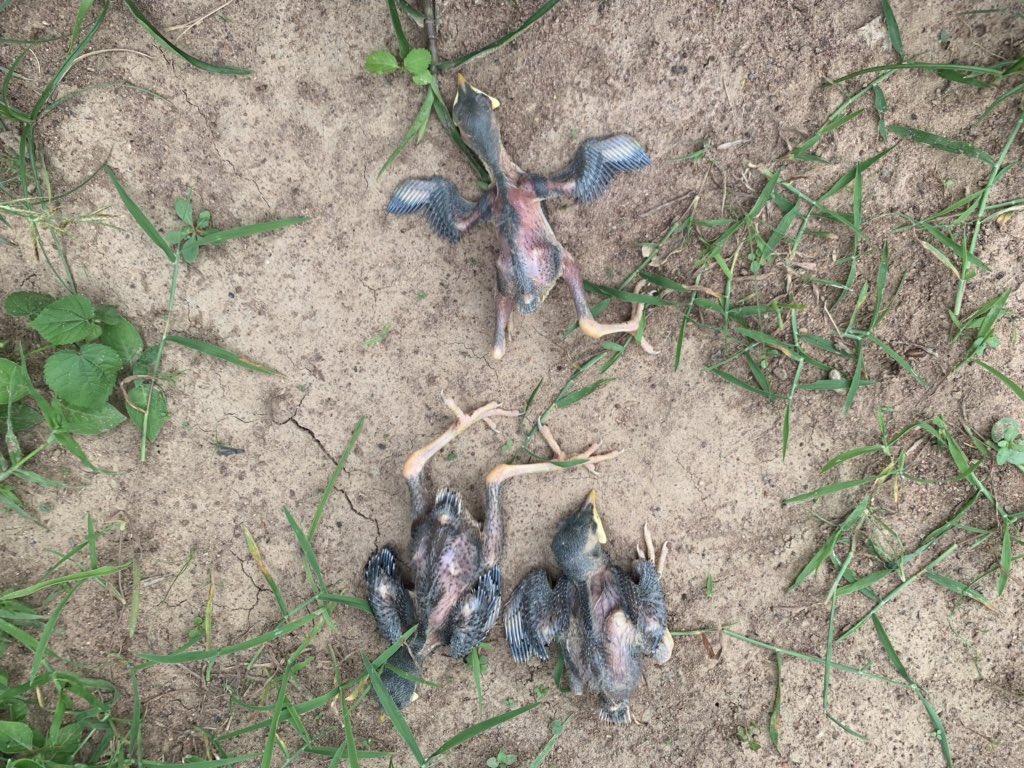 erasaravanan's tweet photo. காற்றின் வேகத்தில் பனை மரத்திலிருந்து கீழே விழுந்த மைனா குஞ்சுகள்... அதை பத்திரமாக பாக்கெட்டில் வைத்து மரமேறி கூட்டில் திரும்ப வைக்கிற இளைஞன்! புதுகை மாவட்டம் ஒசுவப்பட்டி கிராமத்தில் கண் முன்னால் கண்ட உயிர்நேயம் சிலிர்க்க வைத்தது. அந்தத் தம்பி பெயர் ஆனந்த். வாழ்த்துகள்!
#MyClick https://t.co/X1FGwTiJ9e