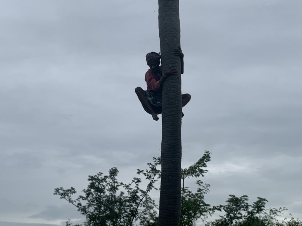 erasaravanan's tweet photo. காற்றின் வேகத்தில் பனை மரத்திலிருந்து கீழே விழுந்த மைனா குஞ்சுகள்... அதை பத்திரமாக பாக்கெட்டில் வைத்து மரமேறி கூட்டில் திரும்ப வைக்கிற இளைஞன்! புதுகை மாவட்டம் ஒசுவப்பட்டி கிராமத்தில் கண் முன்னால் கண்ட உயிர்நேயம் சிலிர்க்க வைத்தது. அந்தத் தம்பி பெயர் ஆனந்த். வாழ்த்துகள்!
#MyClick https://t.co/X1FGwTiJ9e