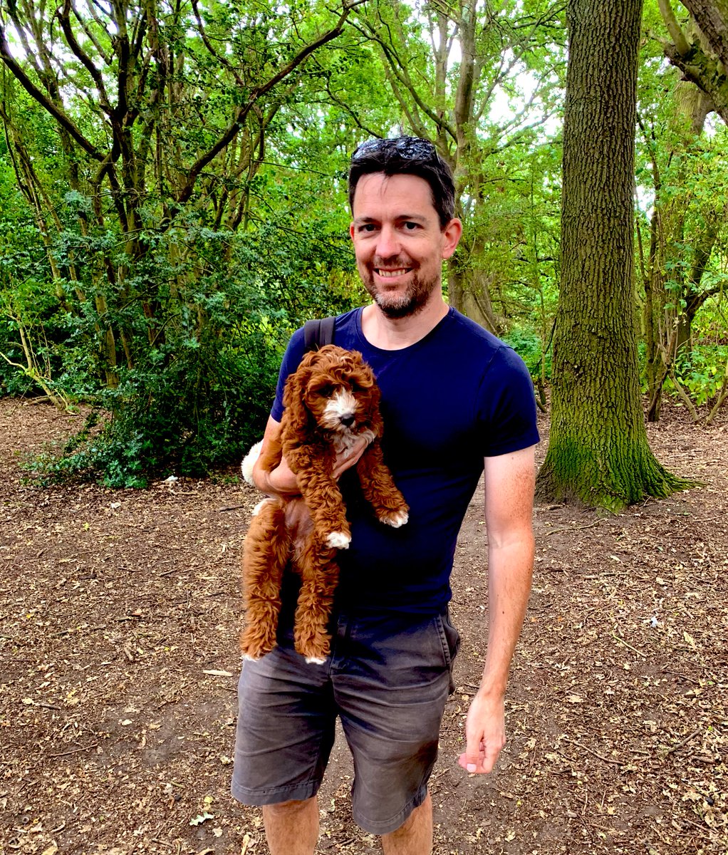 BBCMaryam's tweet photo. Juno loves being walked but she can’t walk much - so needs to be carried a bit ! Something she is NOT keen on! #cockapoo #cockapoopuppy #redcockapoo #londonlife #puppylove @jonathanlfarmer https://t.co/CuPxSJZB1x
