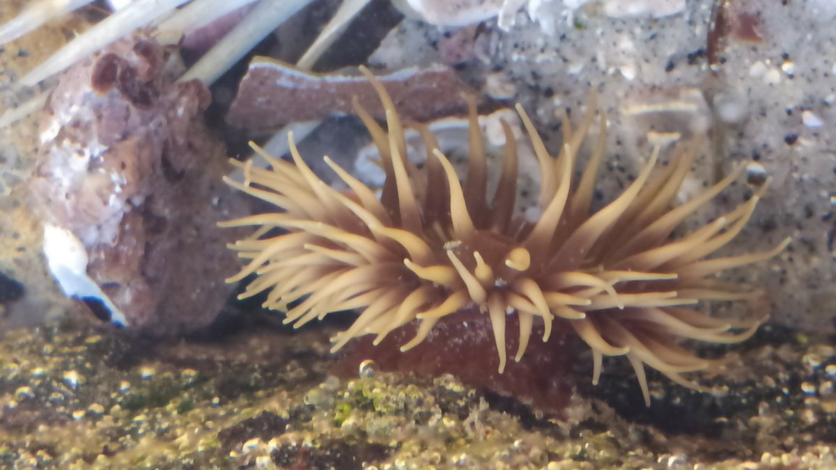 Michelotto8legs's tweet photo. Hoje eu acordei cedo, mergulhei e vi altos bichos, td na thread 🦀🦐🐚

Obs: não furei quarentena, ó a máscara ali. Só eu e os bichos 7 AM. https://t.co/6V6H99nWGE