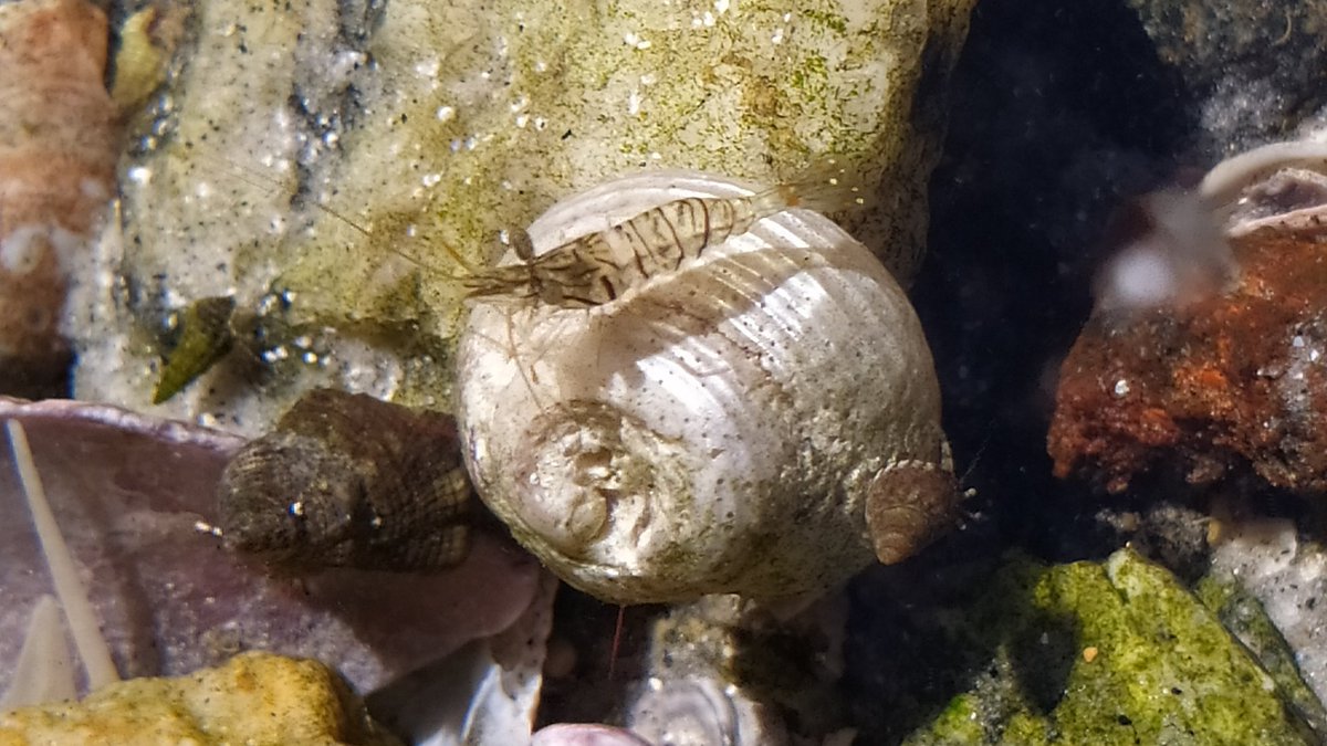Michelotto8legs's tweet photo. Hoje eu acordei cedo, mergulhei e vi altos bichos, td na thread 🦀🦐🐚

Obs: não furei quarentena, ó a máscara ali. Só eu e os bichos 7 AM. https://t.co/6V6H99nWGE