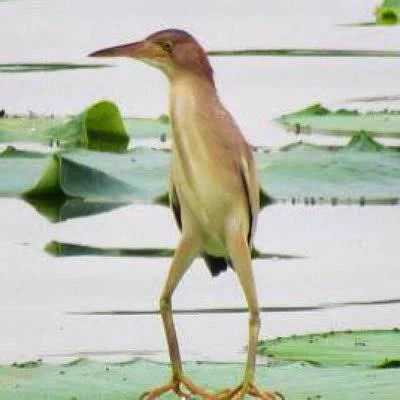 @c0tyled0ns コイツ(ヨシゴイ)がちょっと翼を出してるのかと思いましたww 