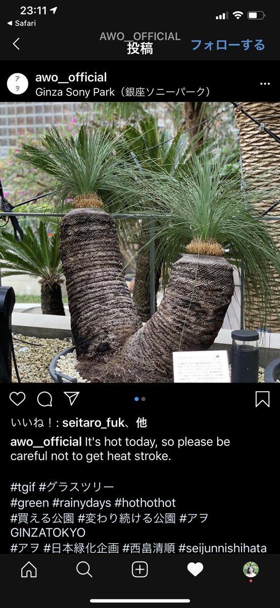 あげは グラスツリーって書いてた 調べたらブラックボーイとも呼ぶみたいね そんな貴重な植物なのね ナッシーと並べようかサボネア連れてこようか って悩みながら見てたww あげは グラスツリーって書いてた 調べたらブラックボーイとも呼ぶみたいね そんな貴重な植物なのね ナッシーと並べようかサボネア連れてこようか って悩みながら見てたww